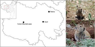 Anthropogenic disturbance promotes the diversification of antibiotic resistance genes and virulence factors in the gut of plateau pikas (Ochotona curzoniae)